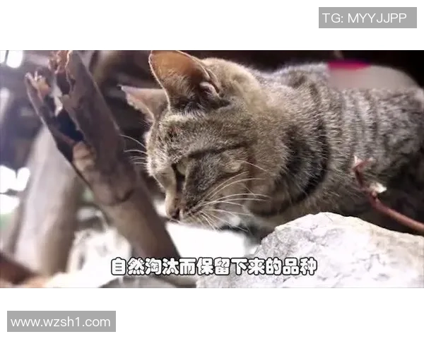 野猫贴脸的温暖瞬间与人类情感的奇妙交融探讨